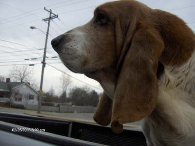 A story about a dog and a truck