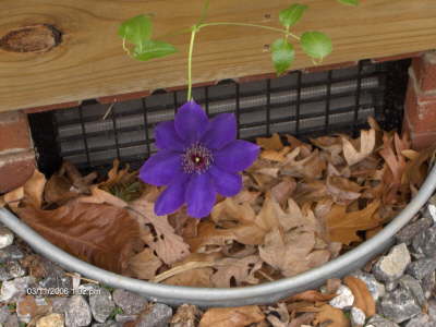 Once thought to be dead